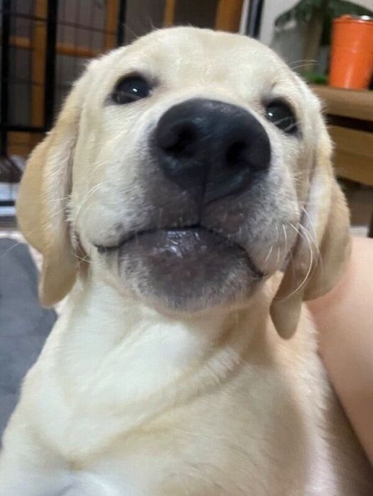 飼い主さんの家に来たばかりのノアくん