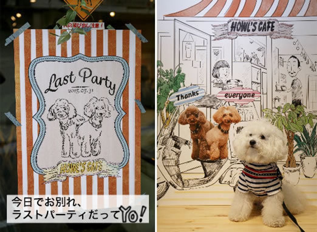 ラストパーティのお手伝い マシューとマルモともだち100わんできるかな いぬのきもちweb Magazine ラストパーティのお手伝い マシューとマルモともだち100わんできるかな いぬのきもちweb Magazine