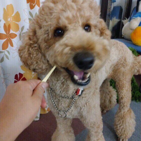 歯みがきをするスタンダード・プードル