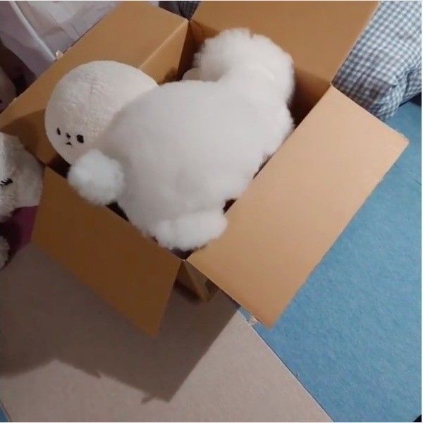 ダンボール大好きワンコ