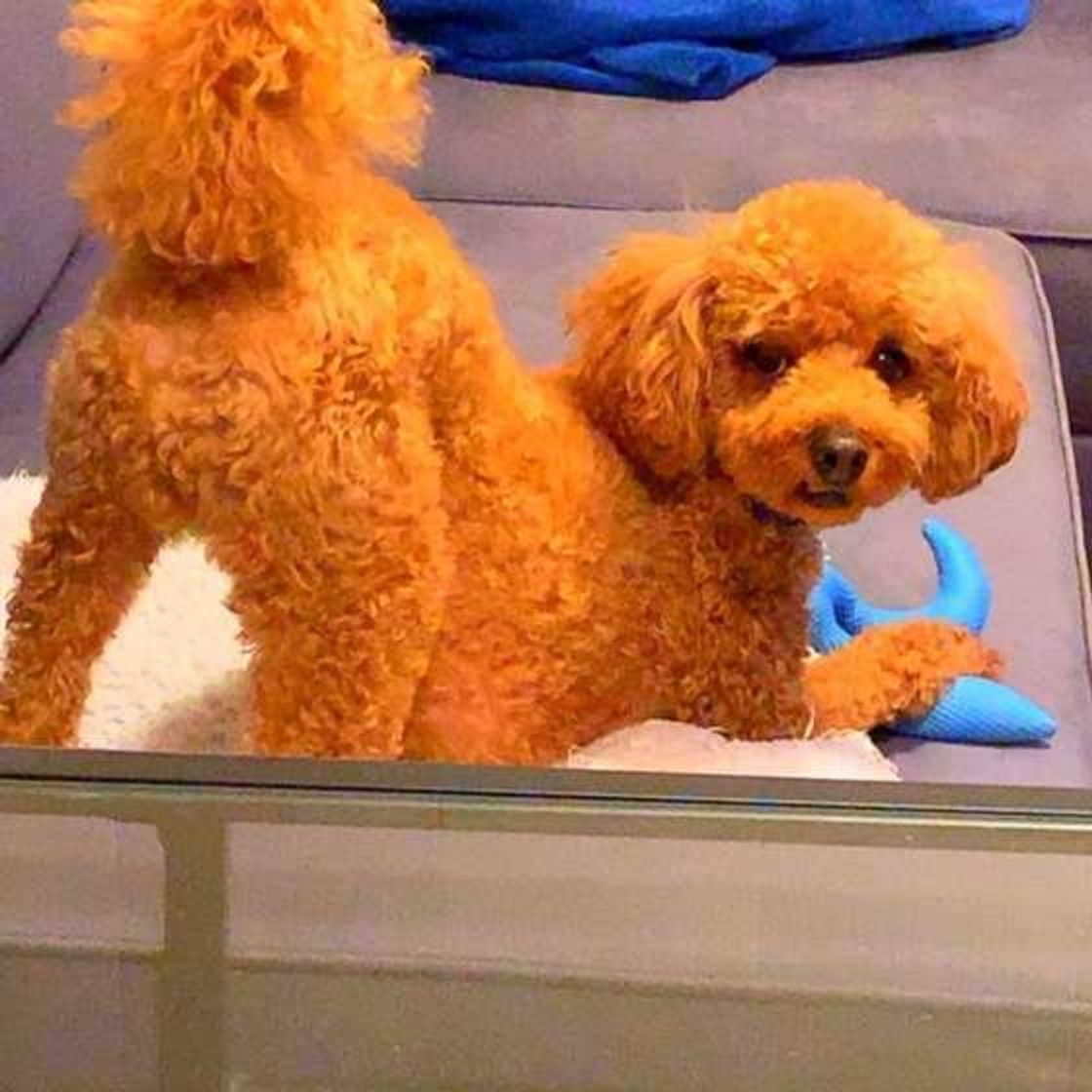 マンガで学ぶ 犬が自分のおならのニオイに驚いてしまう理由は いぬのきもちweb Magazine マンガで学ぶ 犬が自分のおならのニオイに驚いてしまう理由は いぬのきもちweb Magazine