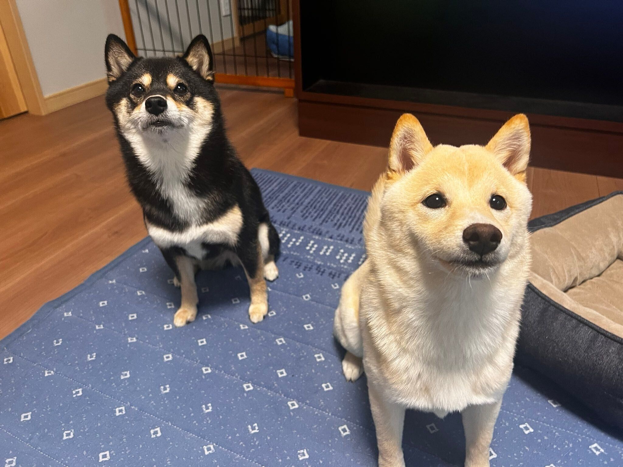 お座りするつきひちゃん、先住犬・あのんちゃん