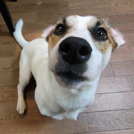 ジャック・ラッセル・テリアのソウタちゃん