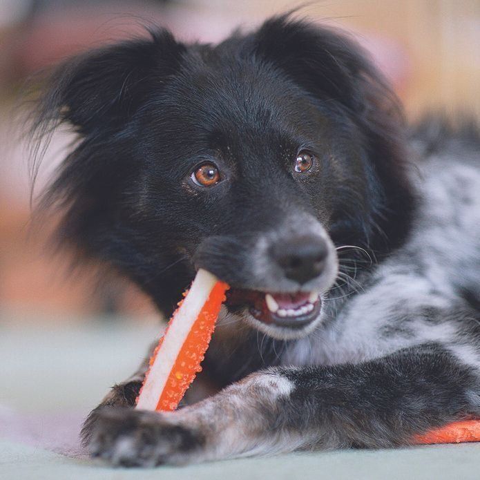 犬丸さんの相棒Danbowくん。段ボールに入れられて捨てられていたそう（犬丸さん撮影）