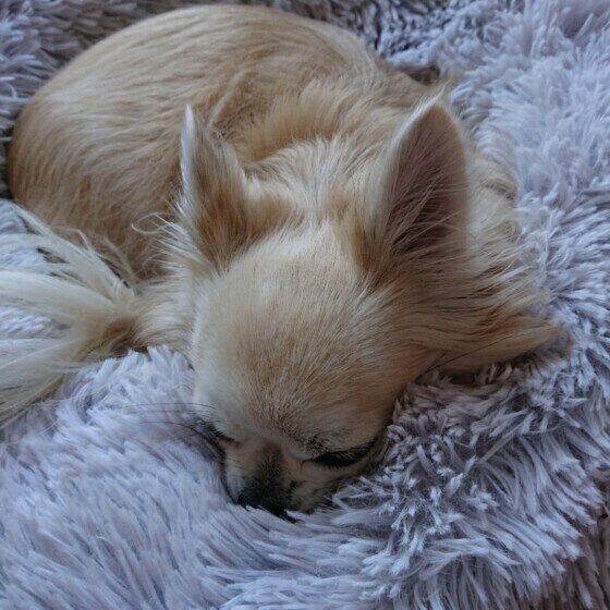 ベッドで眠るチワワのジッポーくん