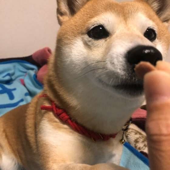 おやつをもらう柴