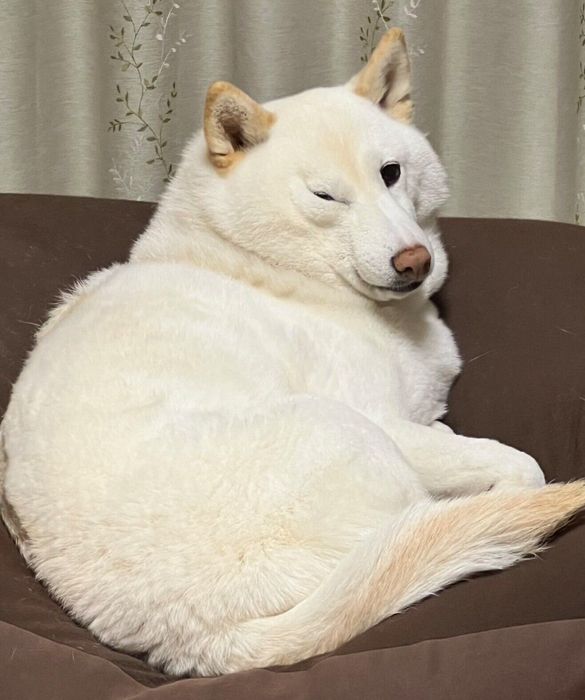飼い主さんのことを監視するチョビちゃん