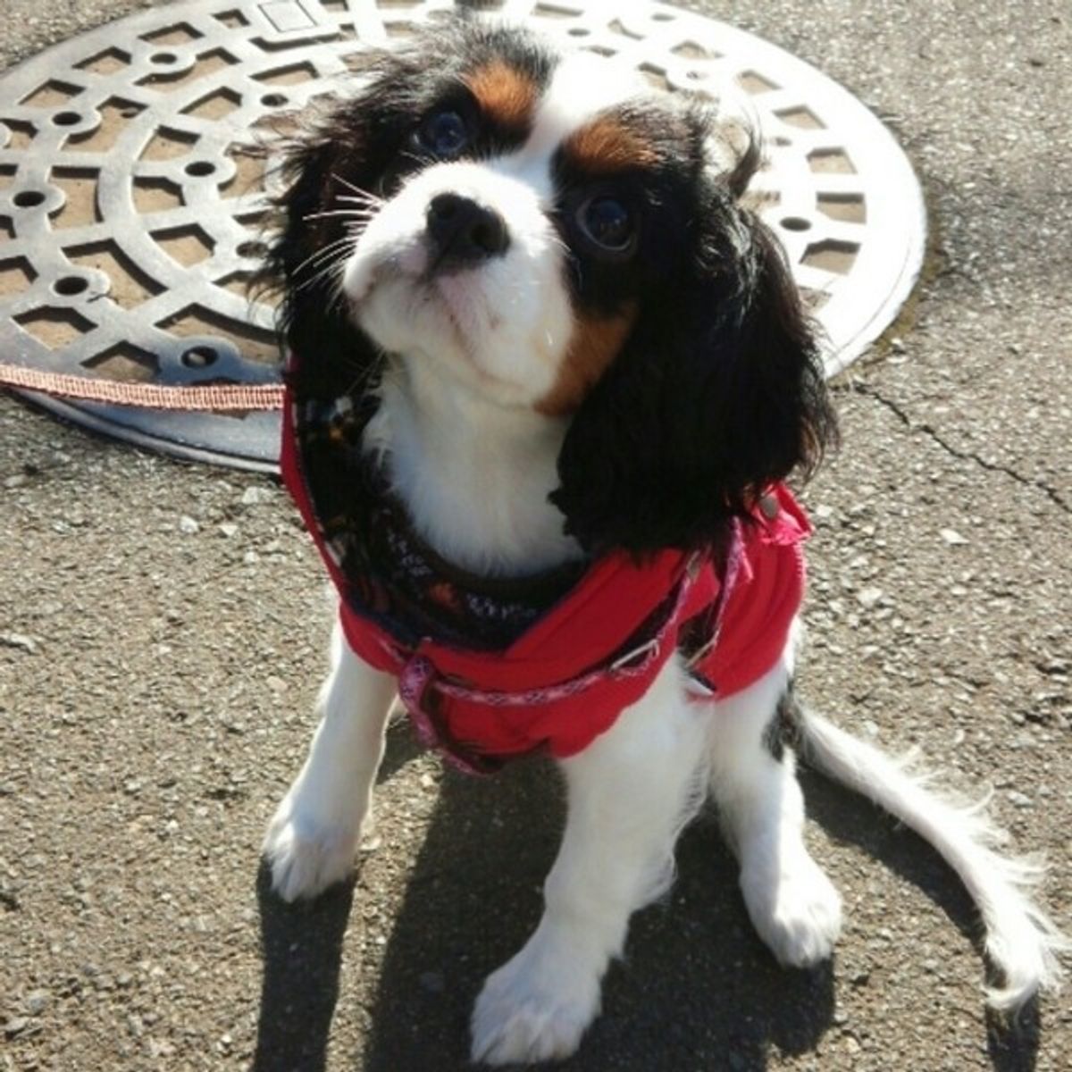 犬の指示しつけと芸の違いは ごほうびは3秒以内にあげるのがコツ いぬのきもちweb Magazine 犬の指示しつけと芸の違いは ごほうびは3秒以内にあげるのがコツ いぬのきもちweb Magazine