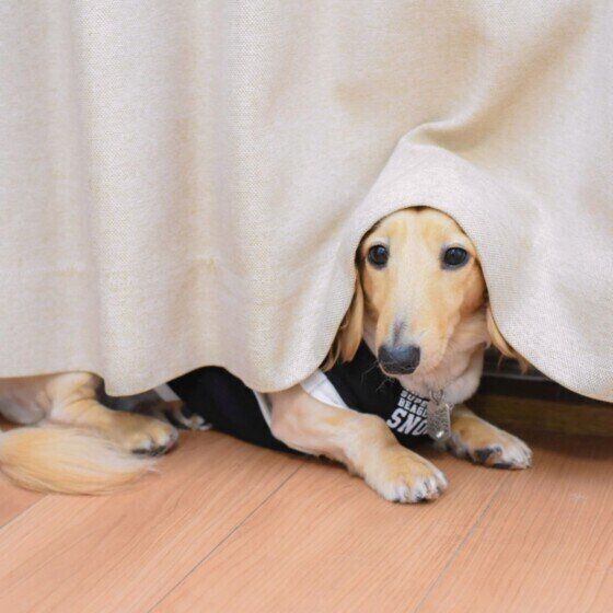 カーテンに隠れる犬