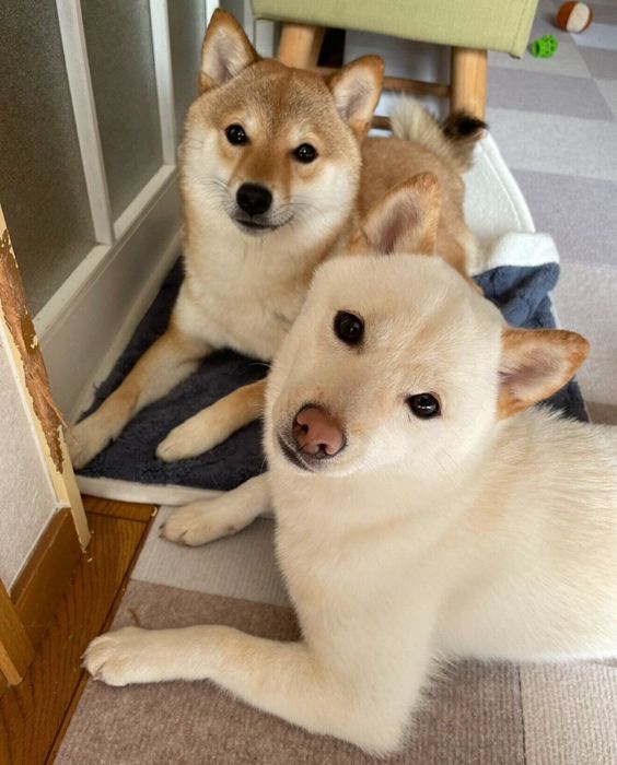 生後9カ月のころに撮影したももちゃん、さくらちゃん