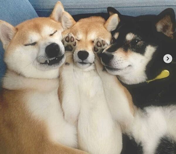 ピタッとくっつくモカちゃん・アンちゃん・サラちゃん