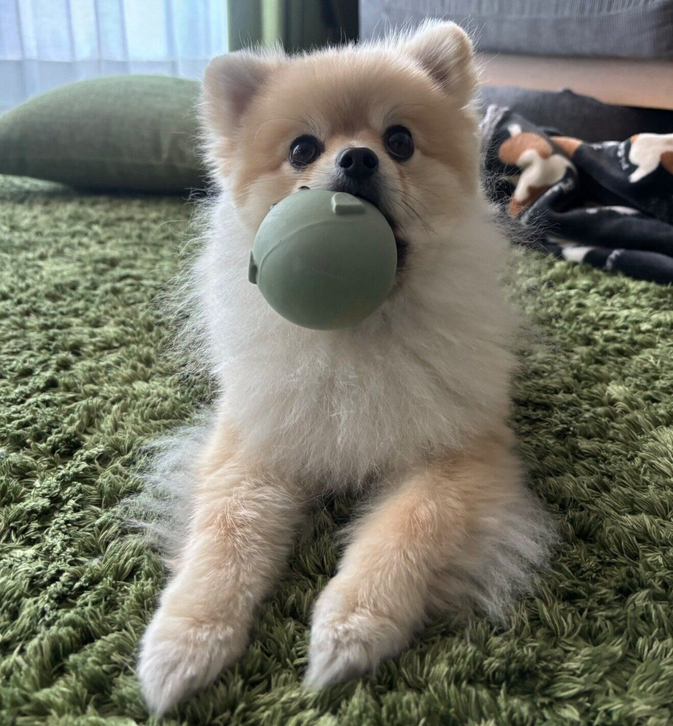 ボールをくわえるほたてくん