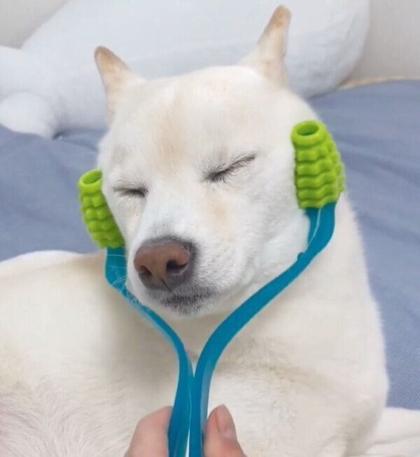 マッサージが好きなココちゃん