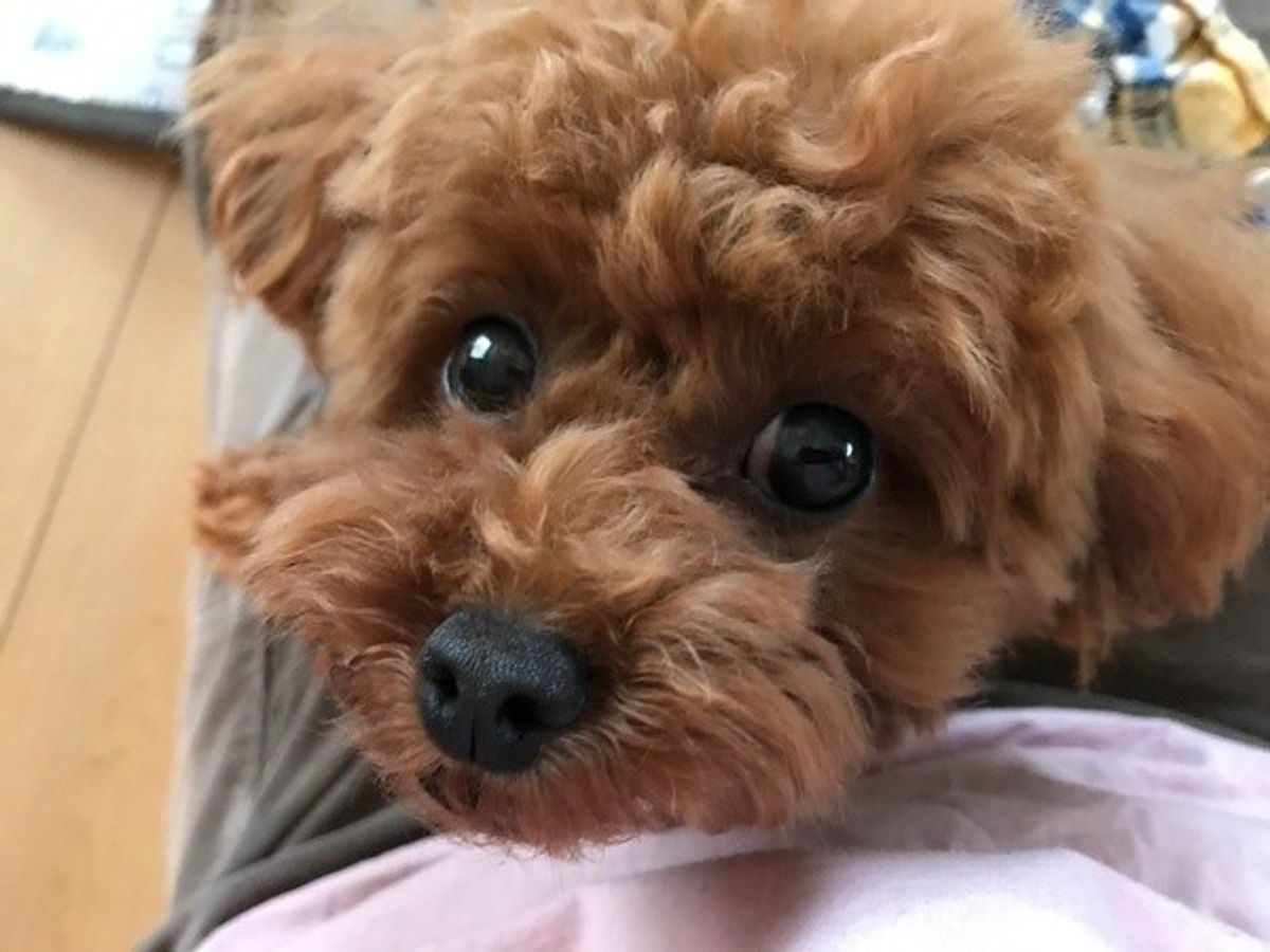 犬の健康にとっても 腸内環境 が大切って知ってた いぬのきもちweb Magazine 犬の健康にとっても 腸内環境 が大切って知ってた いぬのきもちweb Magazine