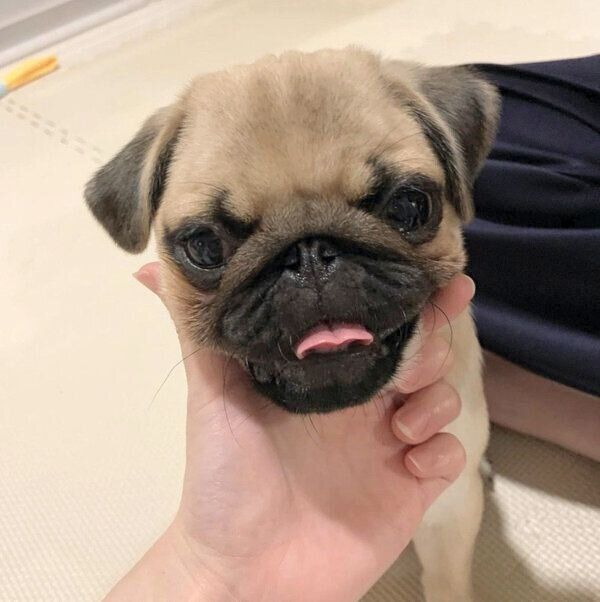 「アゴ乗せ」をするさんきちくん