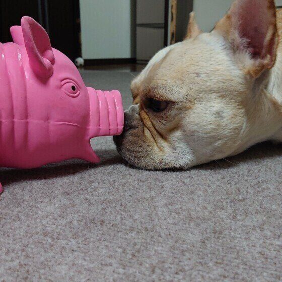おもちゃで遊ぶフレンチブルドッグのどん十郎くん