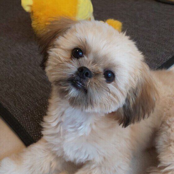 首を傾げるMix犬