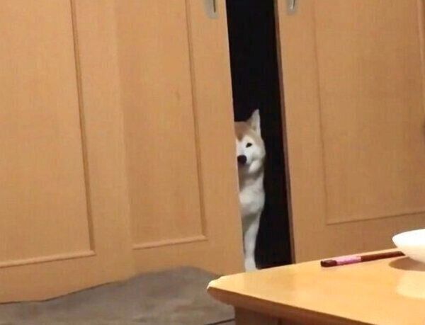 「柴距離」を発動するロペさん