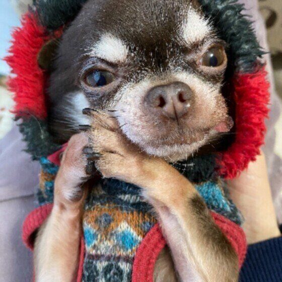 犬は猫舌の動物、温かい食べ物を与える際の注意点 いぬのきもち