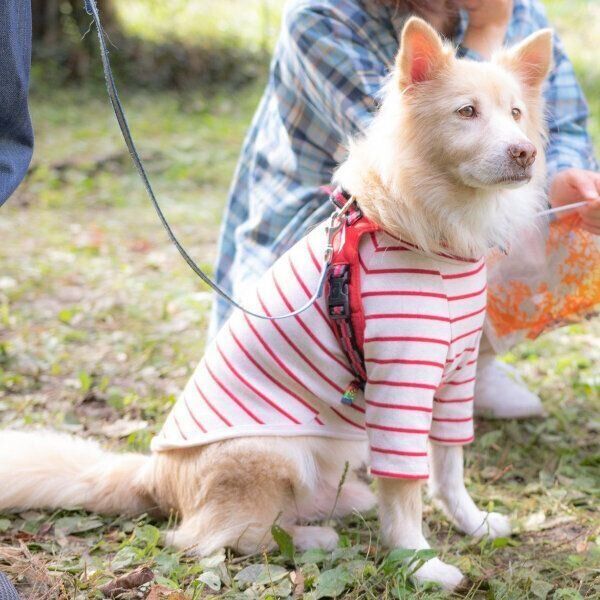 フサフサの被毛がチャームポイントのやすおくんは、ＦＳＪで保護され、譲渡会でやさしい飼い主さんに出会い、今は幸せに過ごしています。