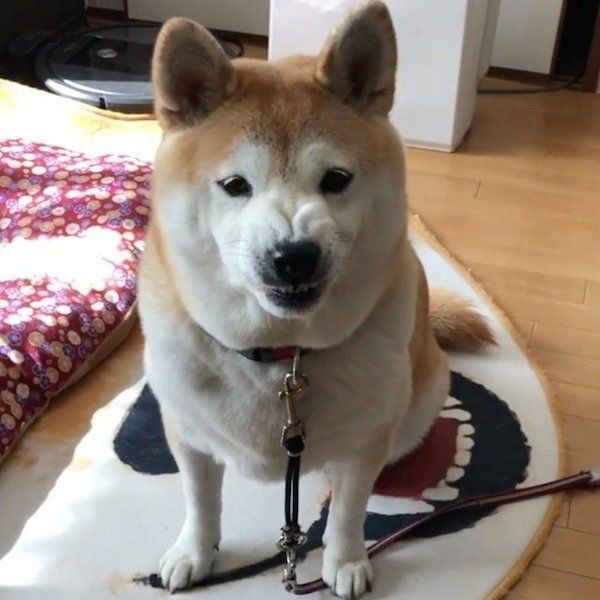 怒ってイーとなっちゃうこなつちゃん