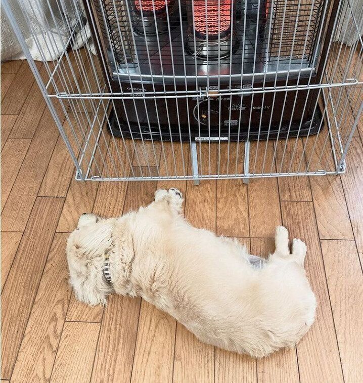 寝転がるきなこちゃん（ミニチュア・ダックスフンド）