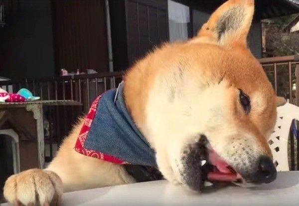 おやつが取れないワンコ