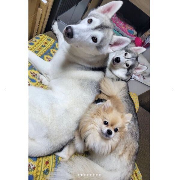 母・テティスちゃん、父・リーシュくん、同居犬・ポテトちゃん