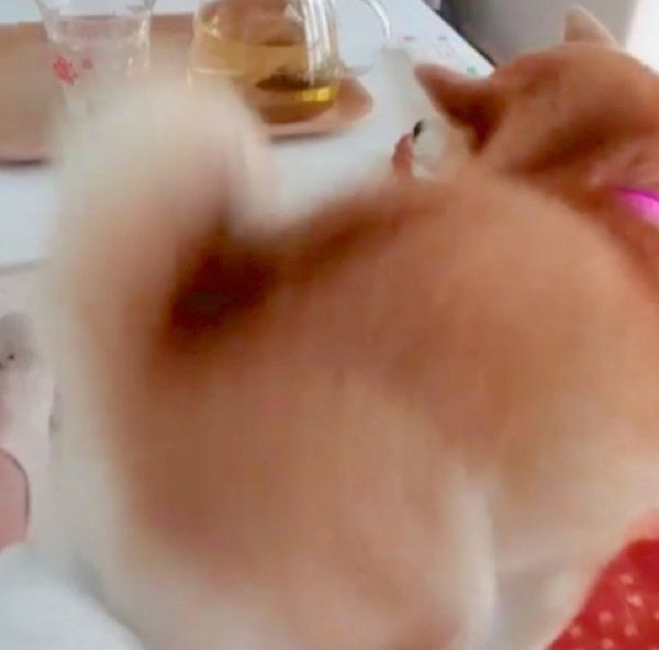 「待て」をする柴犬