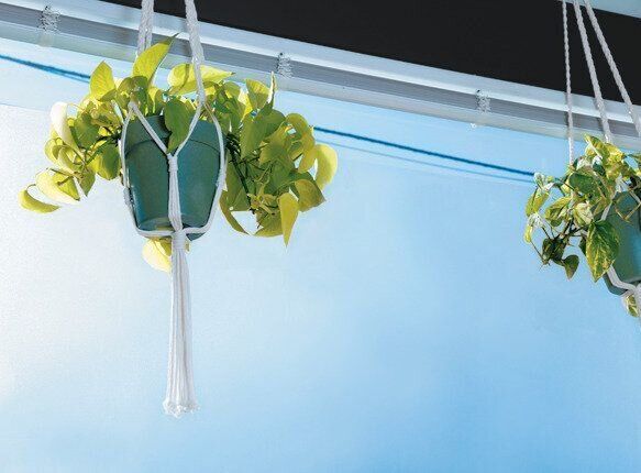 天井から吊される観葉植物