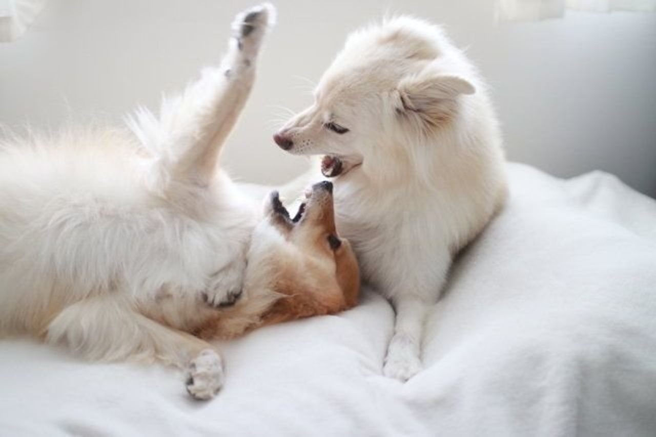 この連載が救いに 穴澤賢の犬のはなし いぬのきもちweb Magazine この連載が救いに 穴澤賢の犬のはなし いぬのきもちweb Magazine