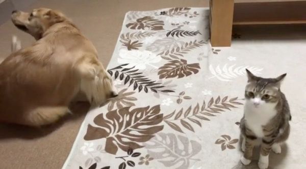 猫とじゃれ合うゴールデン・レトリーバー