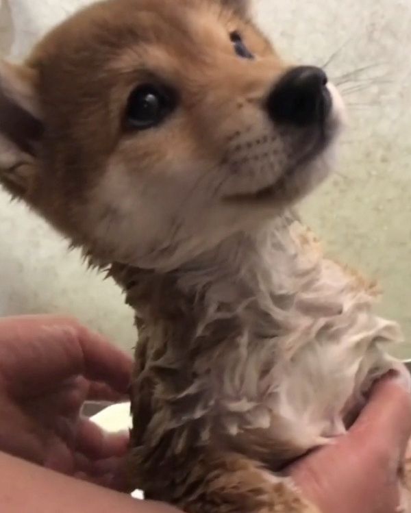 初シャンプーする柴犬