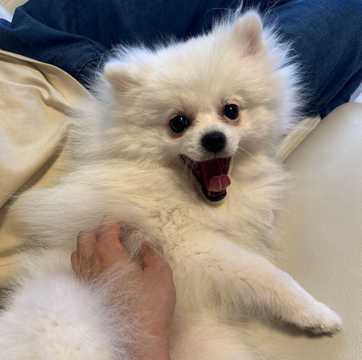 まったりするこっぺちゃん