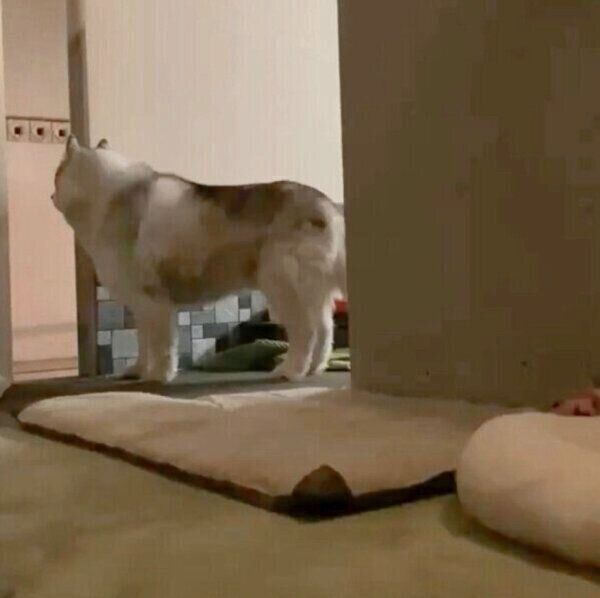 深夜に何かを見つめるフィスくん