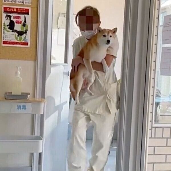 トリマーさんに抱えられるあんずちゃん