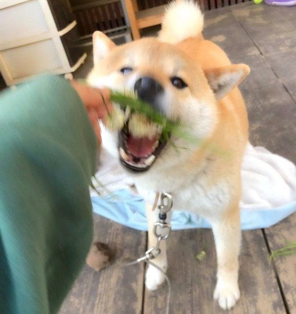 花かんむりを破壊するそらくん