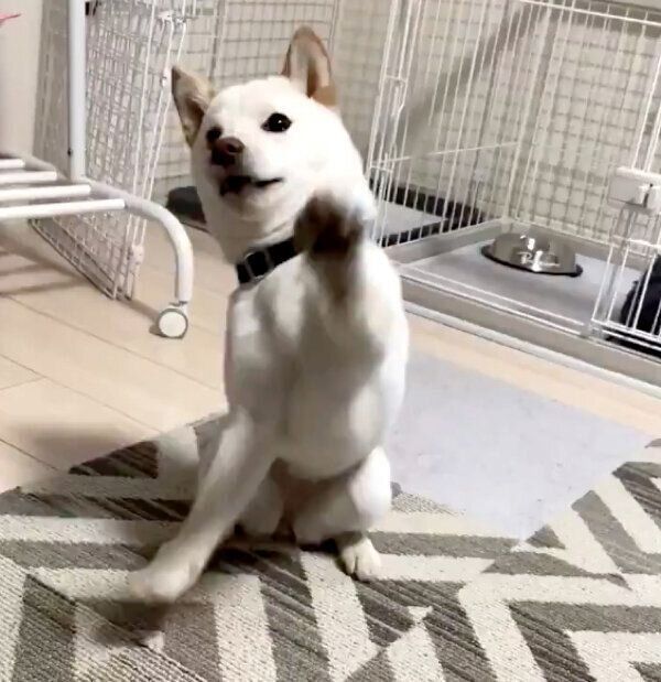 必死になるえるちゃん