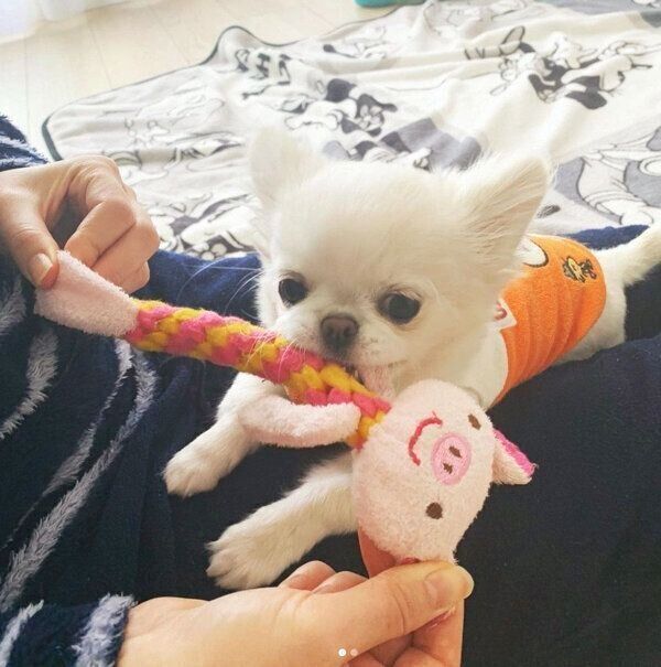 おもちゃで遊ぶとろろちゃん