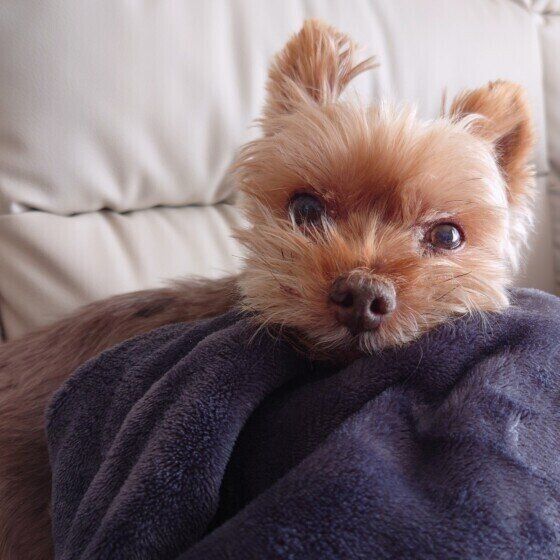 いい表情を見せるもこくん