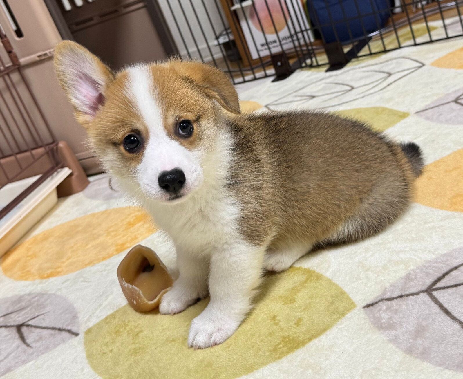 あどけない表情が可愛いコロネくん