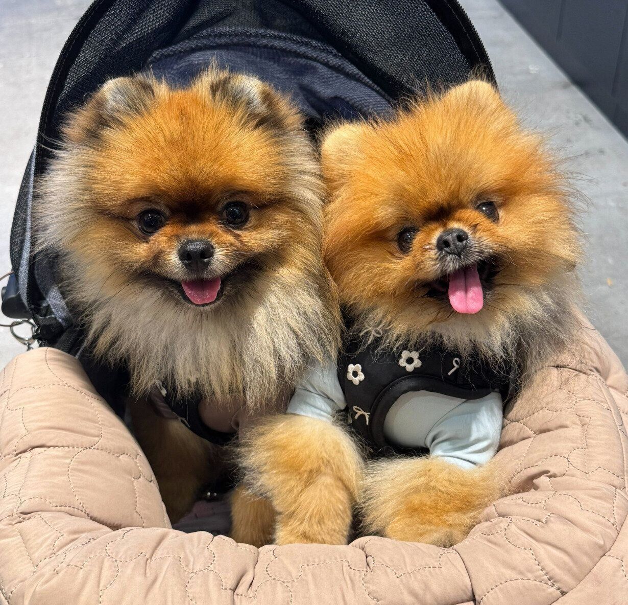 ニコニコ顔のイヴちゃん、ジュンくん