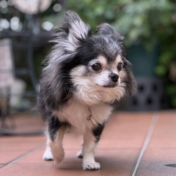 シニア犬に適した散歩の仕方とは 散歩中に歩かなくなるのは犬からのサインかも？ いぬのきもち