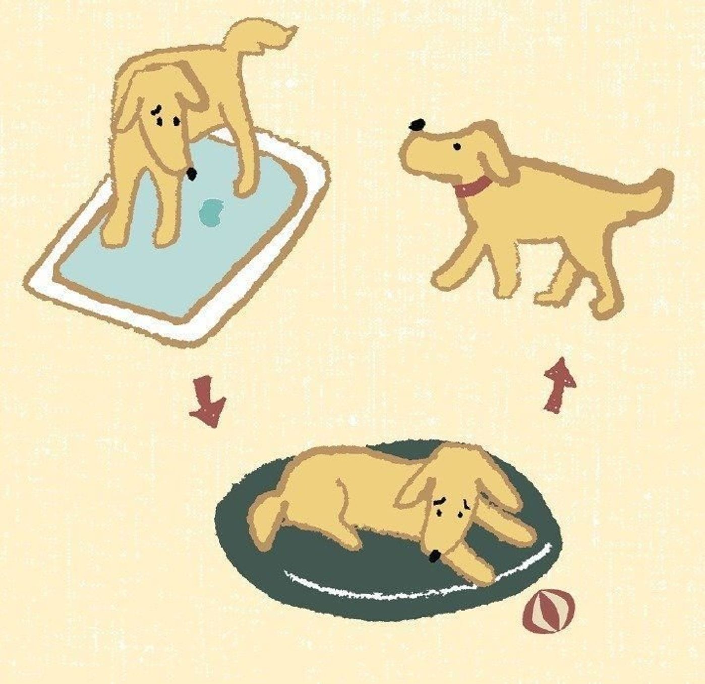 犬のオシッコの回数が増えた それって 下部尿路疾患 かも いぬのきもちweb Magazine 犬のオシッコの回数が増えた それって 下部尿路疾患 かも いぬのきもちweb Magazine