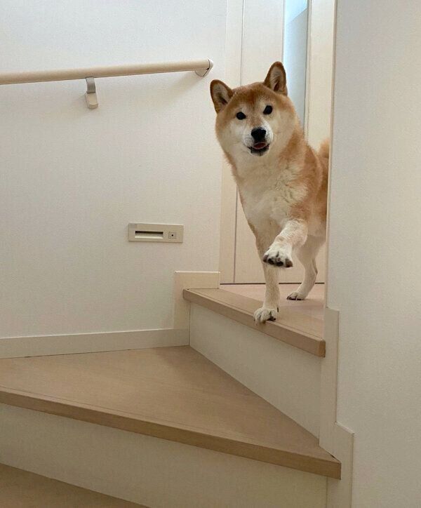 飼い主さんにアピールするぽてとくん