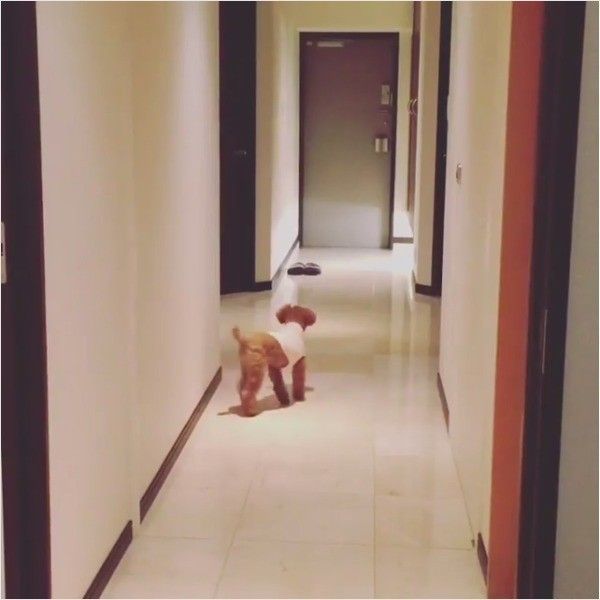 トイ・プードル