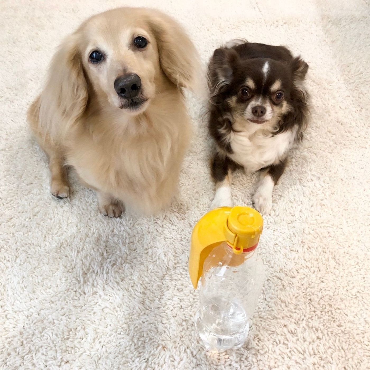 犬の散歩に セリア お出かけ給水器 マナーキャップ 体験レポ いぬのきもちweb Magazine 犬の散歩に セリア お出かけ給水器 マナーキャップ 体験レポ いぬのきもちweb Magazine