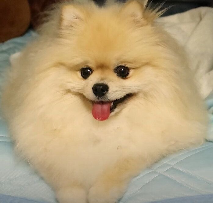 ポメラニアン　もっちゃん