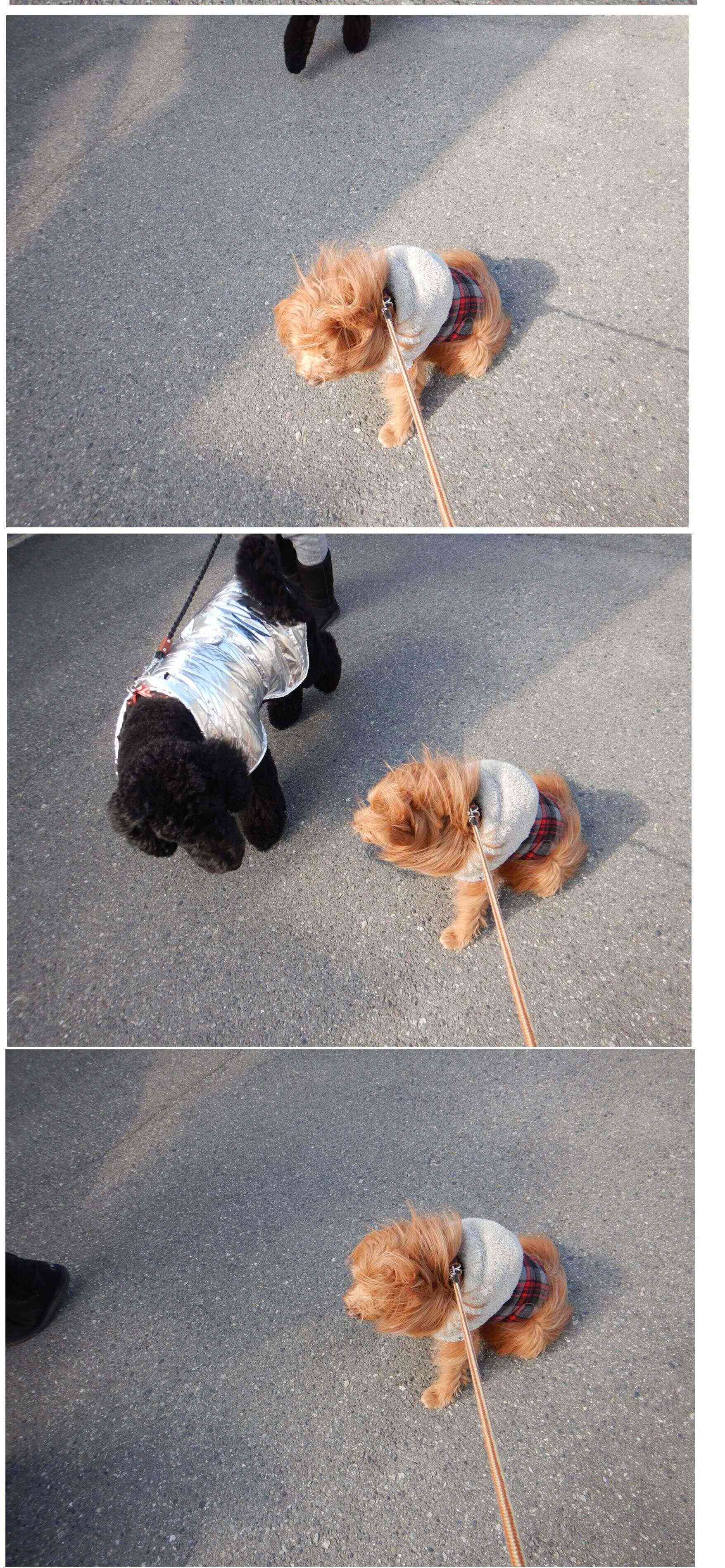 連載「こぐま犬てんすけ」