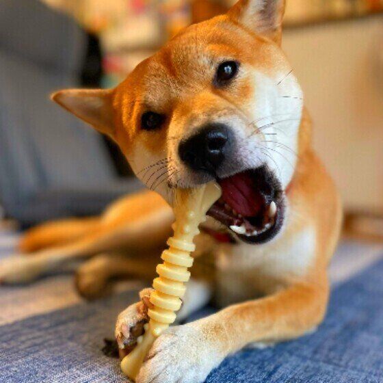 犬はゴハンをおいしいと感じているの？ 同じフードを食べ続けても飽きない理由 いぬのきもち